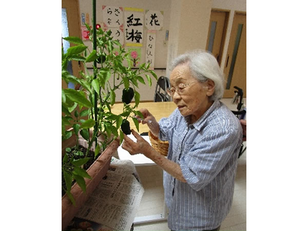 白いはと通信 ----- 2025年06月 写真3