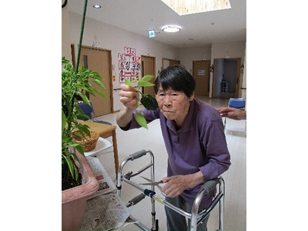 白いはと通信 ----- 2025年06月 写真4